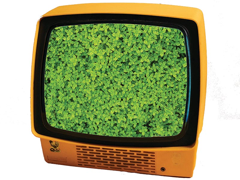 ZDRAV JE SAMO TISTI ČLOVEK, IZ KATEREGA SEVA LJUBEZEN DO CELOTNEGA STVARSTVA 