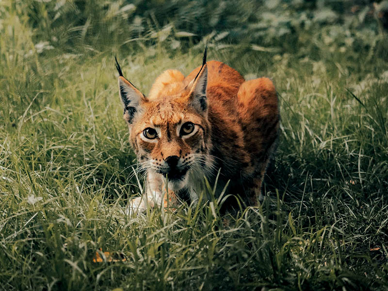 Vpliv neodgovornih praks z živalmi na človekovo bivanjsko praznino
