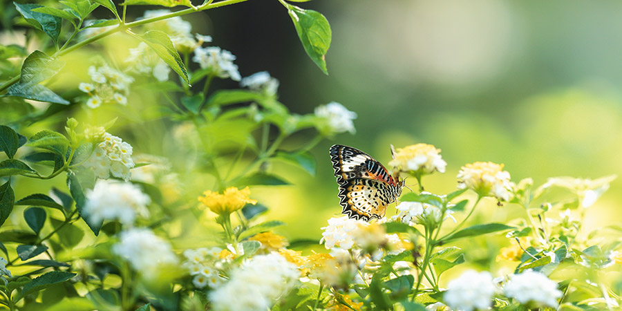 Kje so cvetoči travniki?
