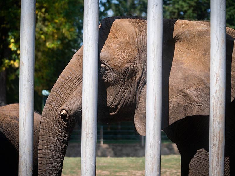 Živalski vrtovi: kako dolgo še?